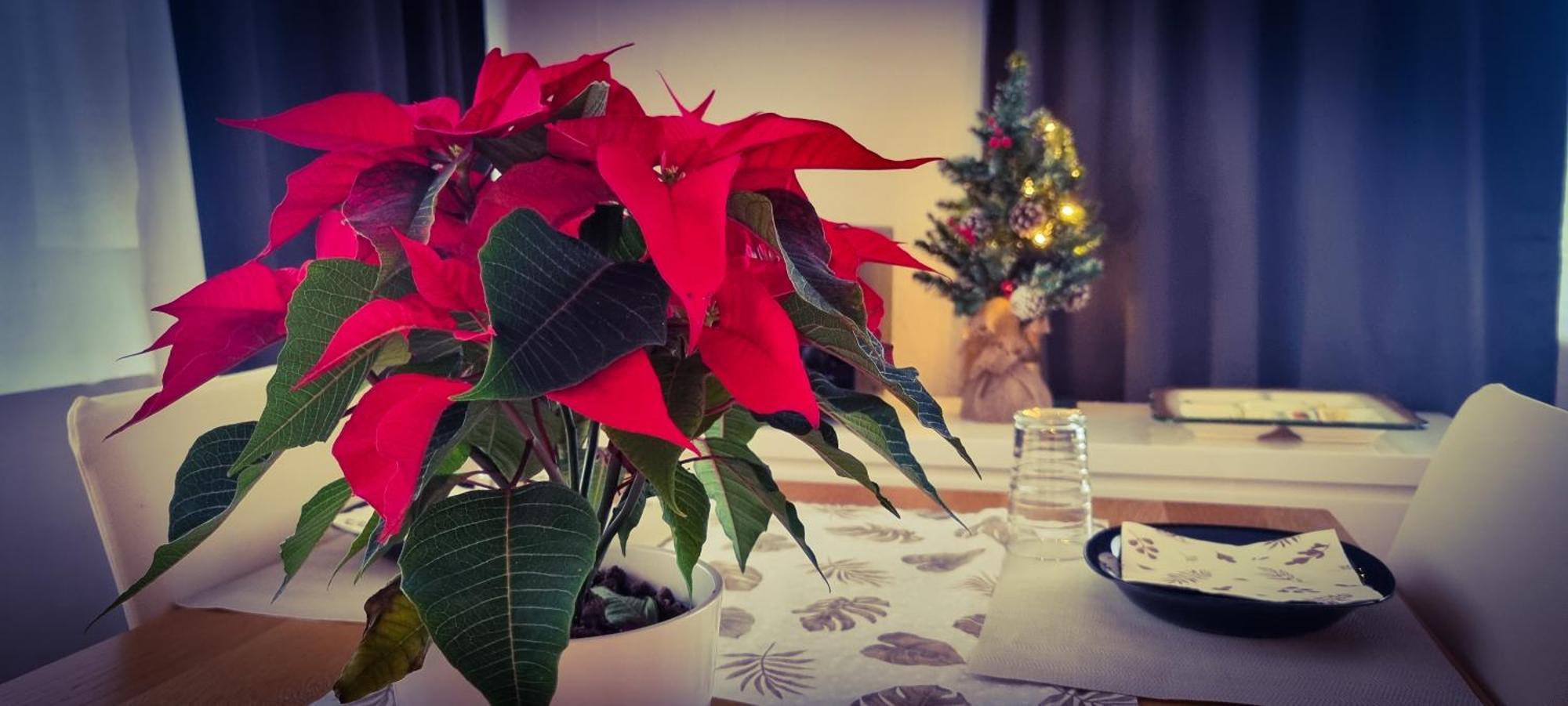 Apartamento - Langenhagen Center